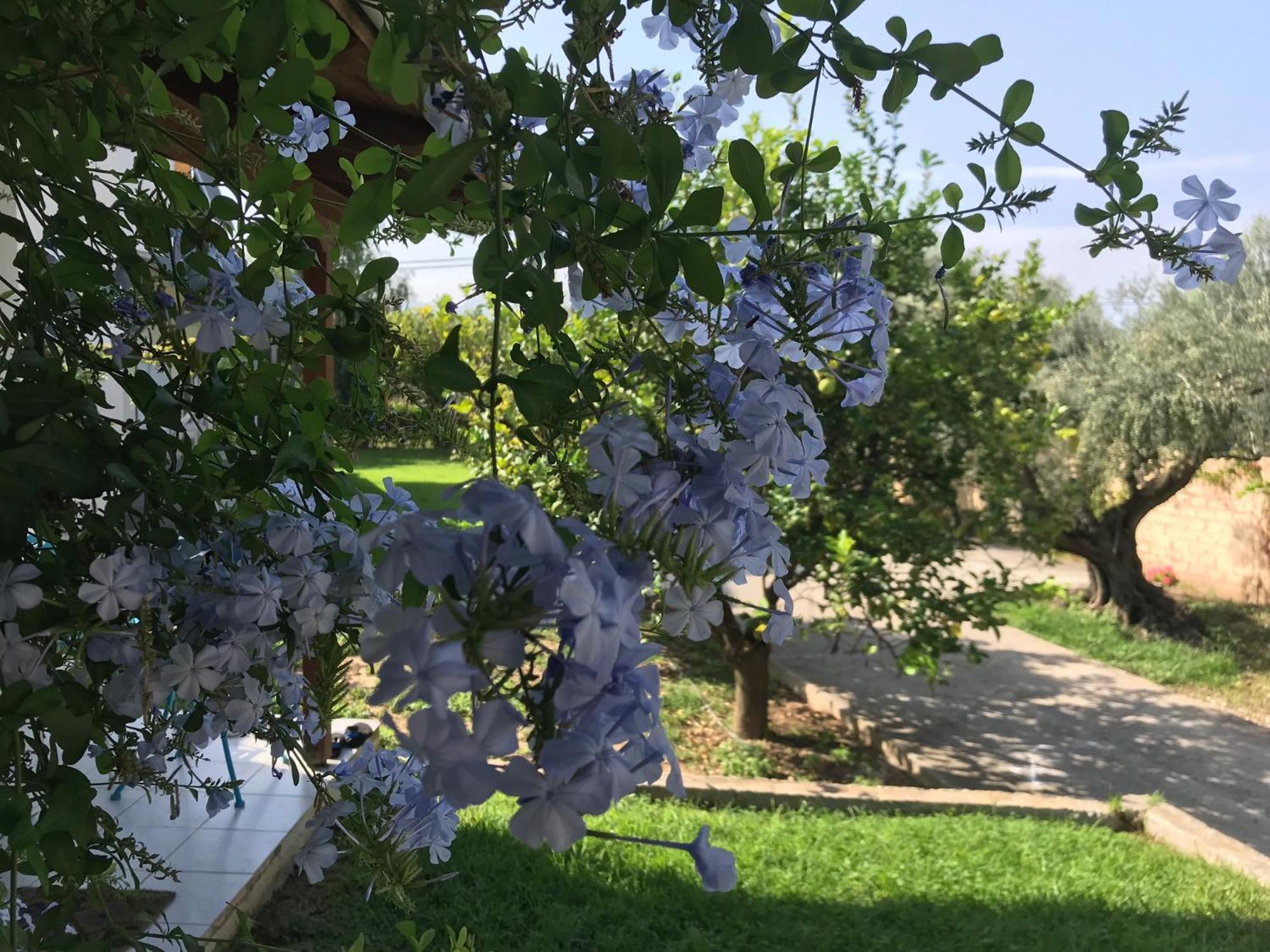 Spiti Ostria Villa Aigio Exterior foto